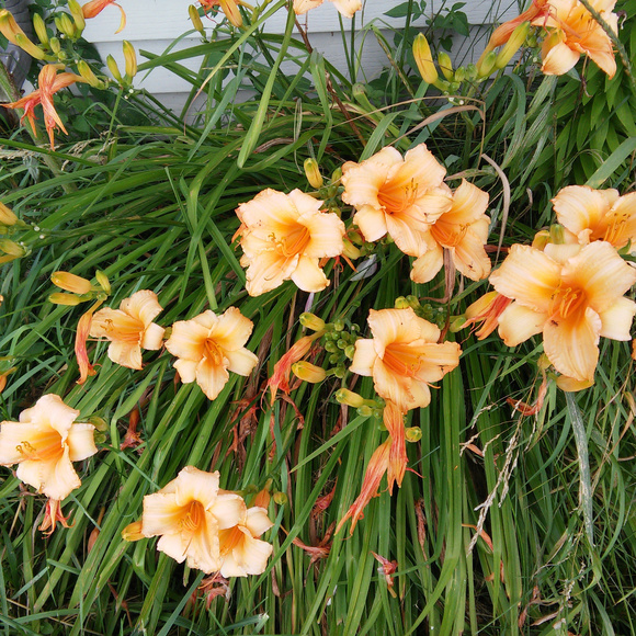 Every Offer is Considered 🐸 - Picture 5 of 7